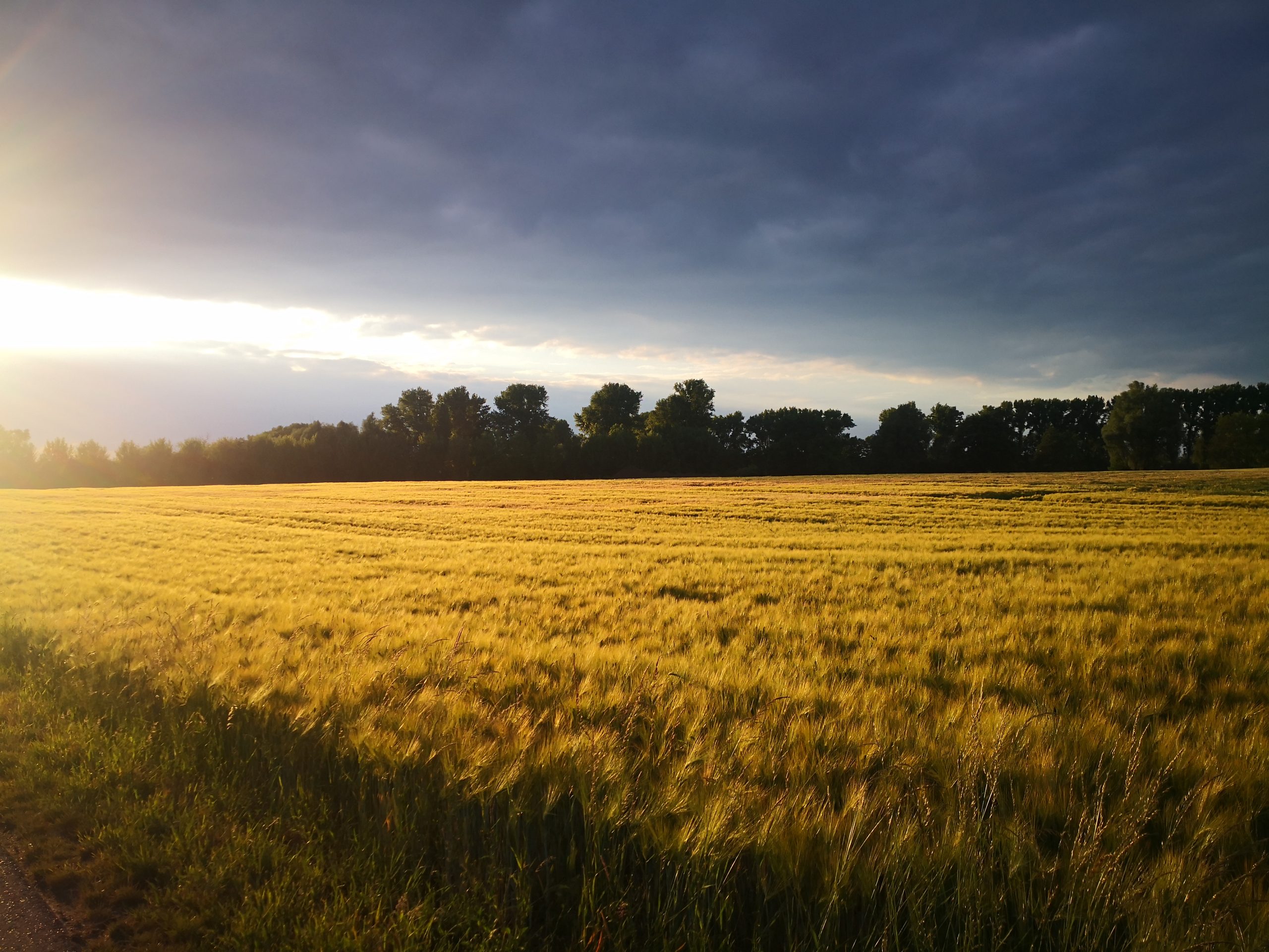 Feld in Meerbusch-Büderich im Abendlicht
